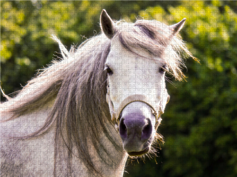 Welshpony Lulu - CALVENDO Foto-Puzzle - calvendoverlag 29.99