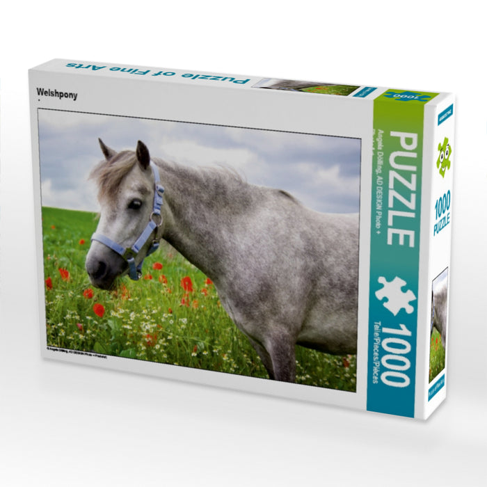 Welshpony - CALVENDO Foto-Puzzle - calvendoverlag 29.99