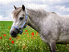 Welshpony - CALVENDO Foto-Puzzle - calvendoverlag 29.99