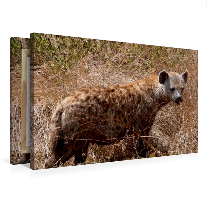 Toile textile premium Toile textile premium 75 cm x 50 cm paysage hyène 