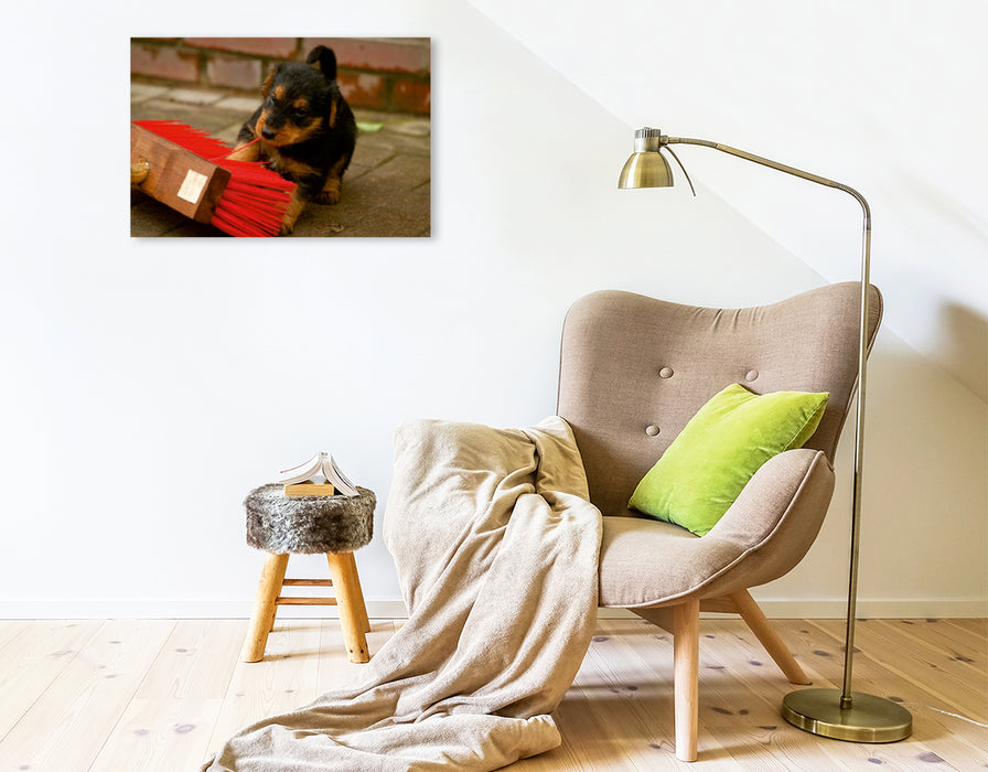 Premium Textil-Leinwand Premium Textil-Leinwand 75 cm x 50 cm quer Ein Motiv aus dem Kalender Airedale Terrier Welpen