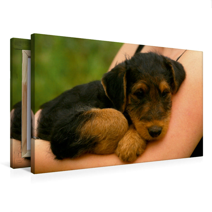 Premium Textil-Leinwand Premium Textil-Leinwand 75 cm x 50 cm quer Ein Motiv aus dem Kalender Airedale Terrier Welpen