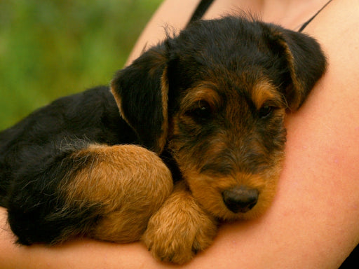 Airedale Terrier Welpen - CALVENDO Foto-Puzzle - calvendoverlag 29.99