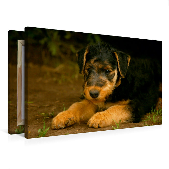 Premium Textil-Leinwand Premium Textil-Leinwand 75 cm x 50 cm quer Ein Motiv aus dem Kalender Airedale Terrier Welpen