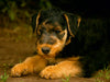 Airedale Terrier Welpen - CALVENDO Foto-Puzzle - calvendoverlag 29.99