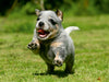 Australian Cattle Dog Welpen - CALVENDO Foto-Puzzle - calvendoverlag 29.99