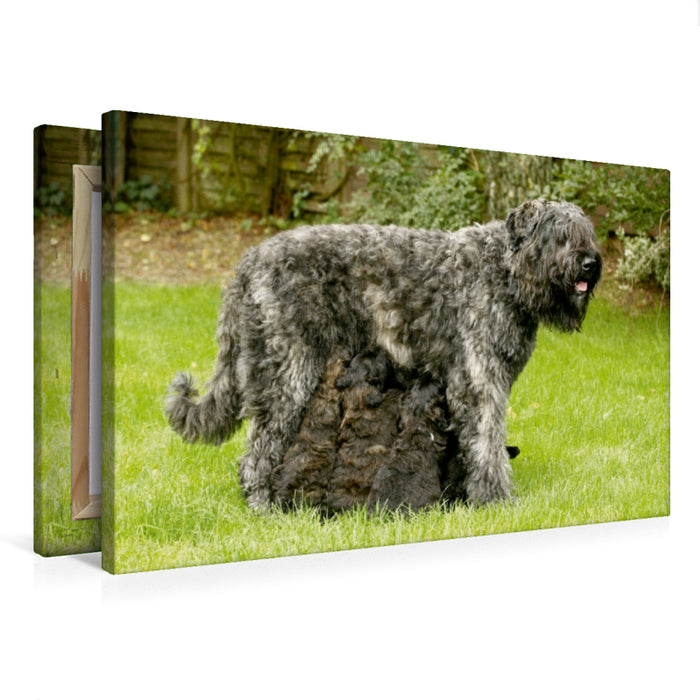 Toile textile premium Toile textile premium 75 cm x 50 cm de large Un motif du calendrier Bouvier des Flandres 