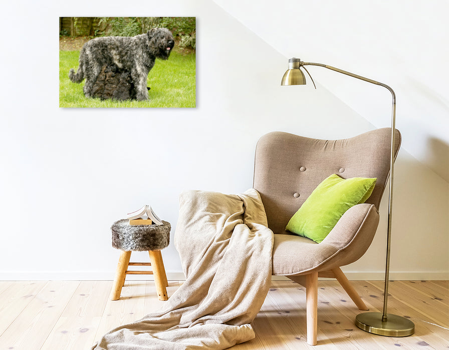 Toile textile premium Toile textile premium 75 cm x 50 cm de large Un motif du calendrier Bouvier des Flandres 