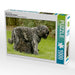 Bouvier des Flandres - CALVENDO Foto-Puzzle - calvendoverlag 29.99