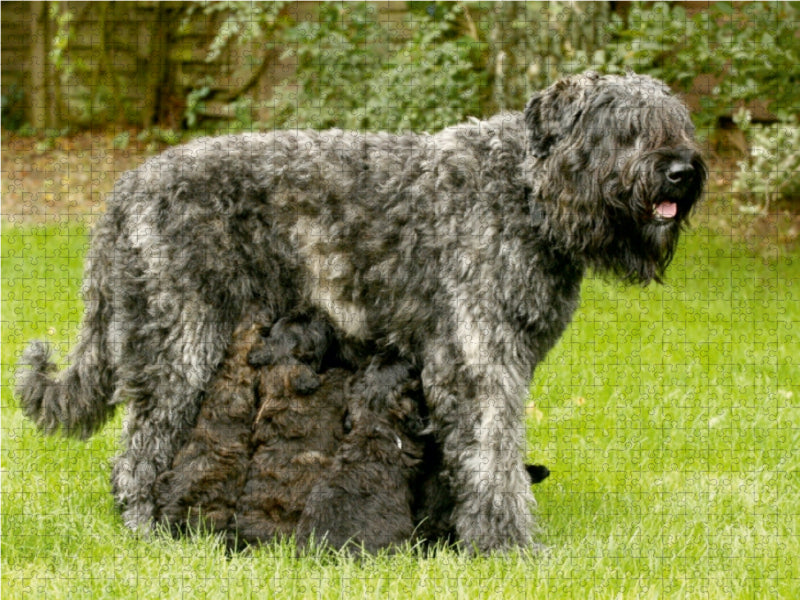 Bouvier des Flandres - CALVENDO Foto-Puzzle - calvendoverlag 29.99