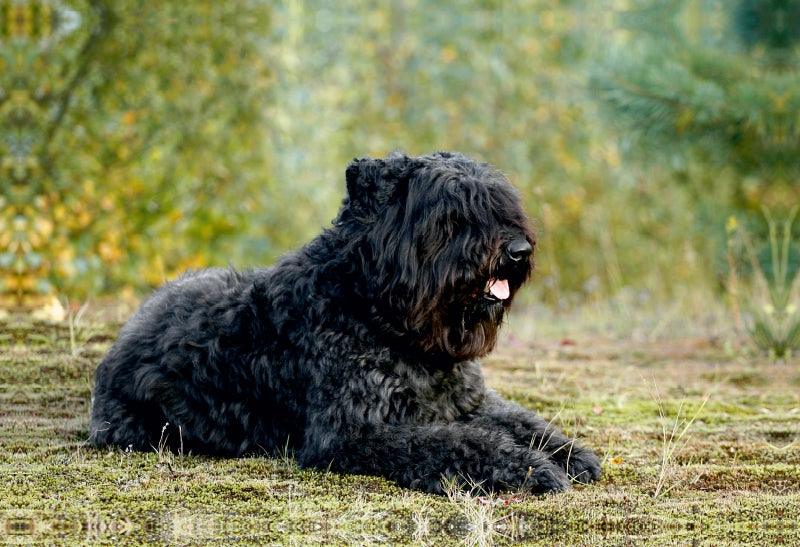 Premium Textil-Leinwand Premium Textil-Leinwand 75 cm x 50 cm quer Ein Motiv aus dem Kalender Bouvier des Flandres