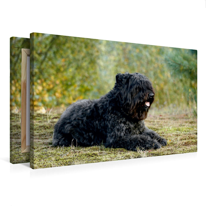 Premium Textil-Leinwand Premium Textil-Leinwand 75 cm x 50 cm quer Ein Motiv aus dem Kalender Bouvier des Flandres