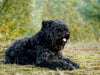 Bouvier des Flandres - CALVENDO Foto-Puzzle - calvendoverlag 29.99