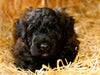 Bouvier des Flandres - CALVENDO Foto-Puzzle - calvendoverlag 29.99