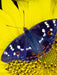 Kleiner Schillerfalter auf Sonnenblume - CALVENDO Foto-Puzzle - calvendoverlag 29.99