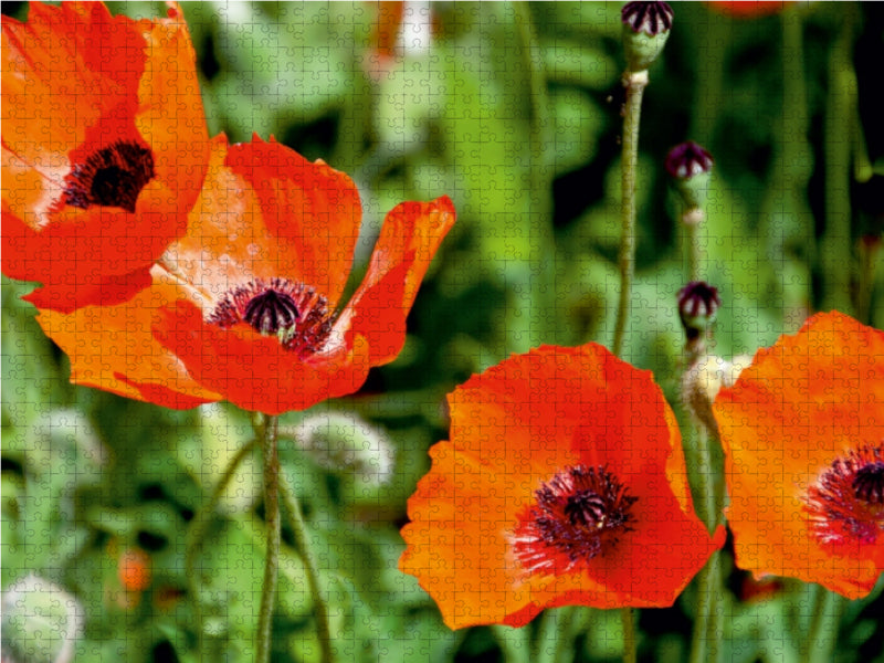 Voll Mohn - CALVENDO Foto-Puzzle - calvendoverlag 29.99