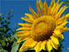 Sonnenblume - CALVENDO Foto-Puzzle - calvendoverlag 29.99