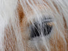 Haflinger Schönheiten - CALVENDO Foto-Puzzle - calvendoverlag 29.99