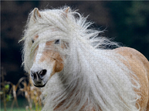 Haflinger Schönheiten - CALVENDO Foto-Puzzle - calvendoverlag 29.99