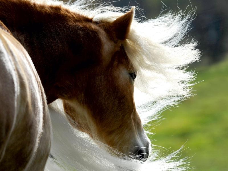 Haflinger Schönheiten - CALVENDO Foto-Puzzle - calvendoverlag 29.99