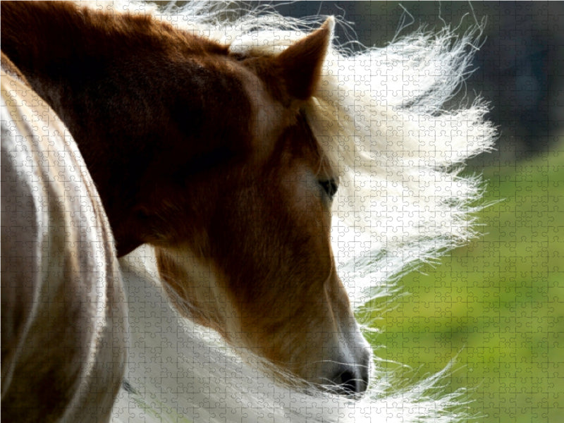 Haflinger Schönheiten - CALVENDO Foto-Puzzle - calvendoverlag 29.99