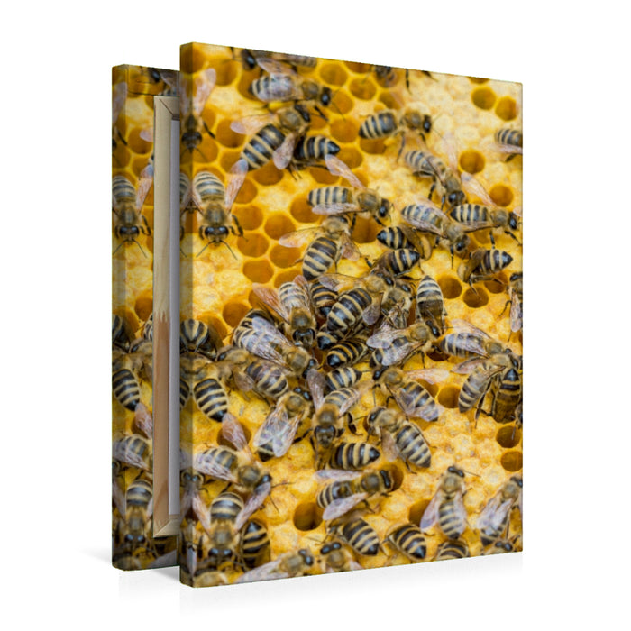 Premium Textil-Leinwand Premium Textil-Leinwand 50 cm x 75 cm hoch Bienenbrut wird produziert