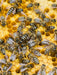 Bienenbrut wird produziert - CALVENDO Foto-Puzzle - calvendoverlag 29.99