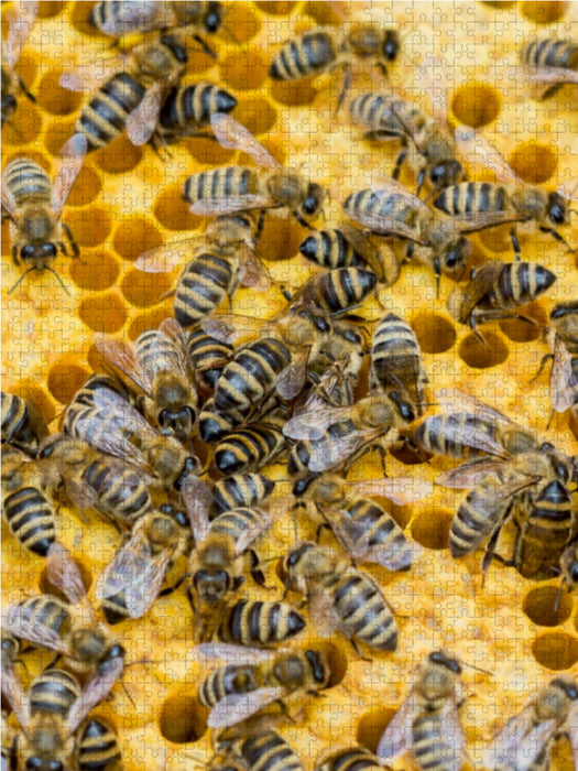 Bienenbrut wird produziert - CALVENDO Foto-Puzzle - calvendoverlag 29.99