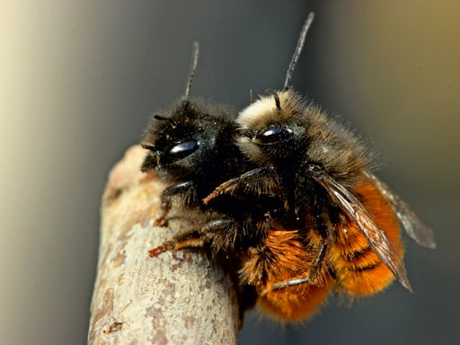 Gehörnte Mauerbienen (Osmia cornuta) bei der Paarung - CALVENDO Foto-Puzzle - calvendoverlag 29.99