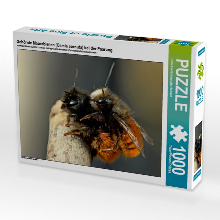 Gehörnte Mauerbienen (Osmia cornuta) bei der Paarung - CALVENDO Foto-Puzzle - calvendoverlag 29.99