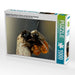 Gehörnte Mauerbienen (Osmia cornuta) bei der Paarung - CALVENDO Foto-Puzzle - calvendoverlag 29.99