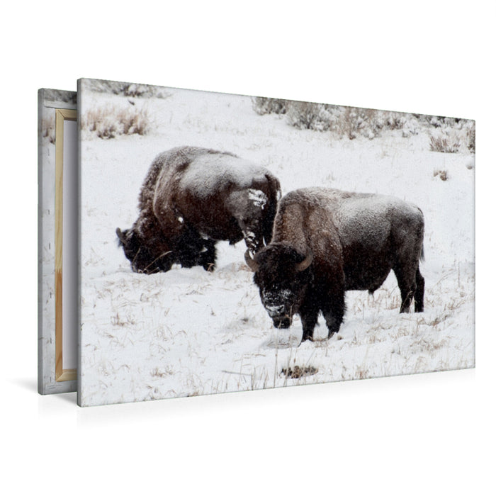 Premium Textil-Leinwand Premium Textil-Leinwand 120 cm x 80 cm quer Bisons am Blacktail Plateau