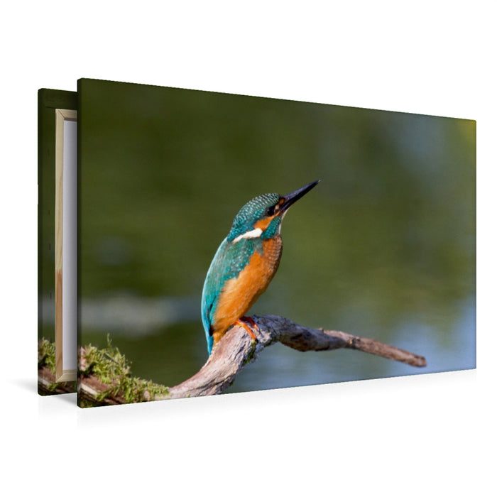 Premium Textil-Leinwand Premium Textil-Leinwand 120 cm x 80 cm quer Eisvogel auf der Sitzwarte