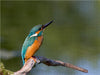 Eisvogel auf der Sitzwarte - CALVENDO Foto-Puzzle - calvendoverlag 29.99