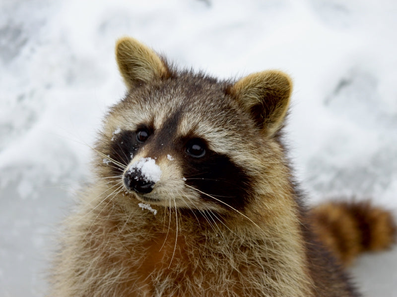 Waschbär im Schnee - CALVENDO Foto-Puzzle - calvendoverlag 29.99