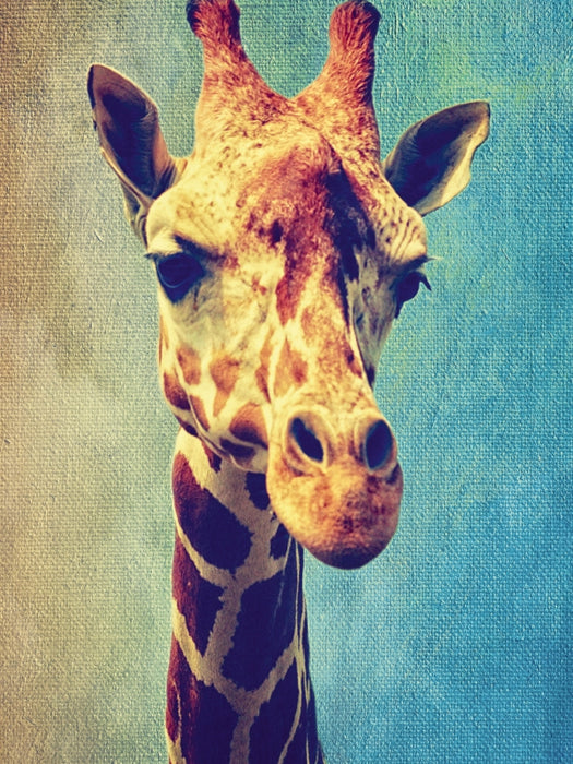 Giraffe - CALVENDO Foto-Puzzle - calvendoverlag 29.99