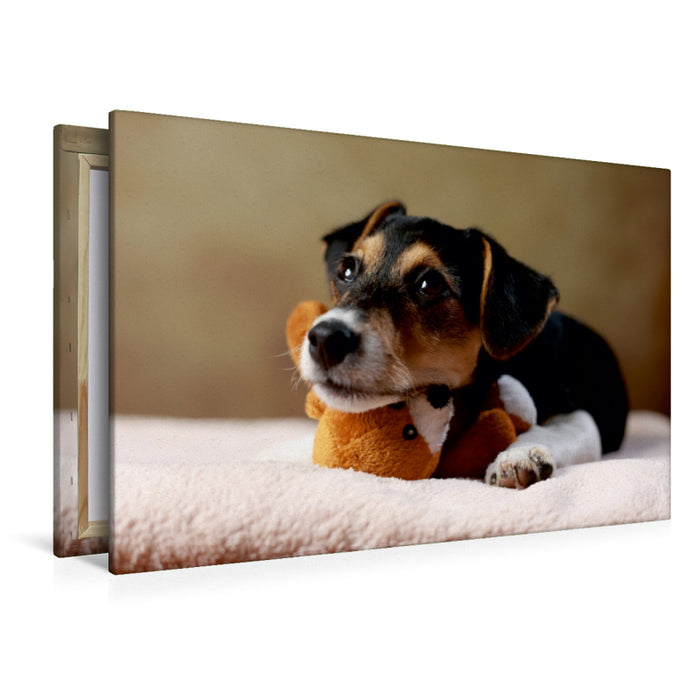 Premium Textil-Leinwand Premium Textil-Leinwand 120 cm x 80 cm quer Liu - Jack Russell-Terrier, 10 Wochen