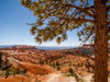 BRYCE CANYON Blick über das Tal - CALVENDO Foto-Puzzle - calvendoverlag 29.99