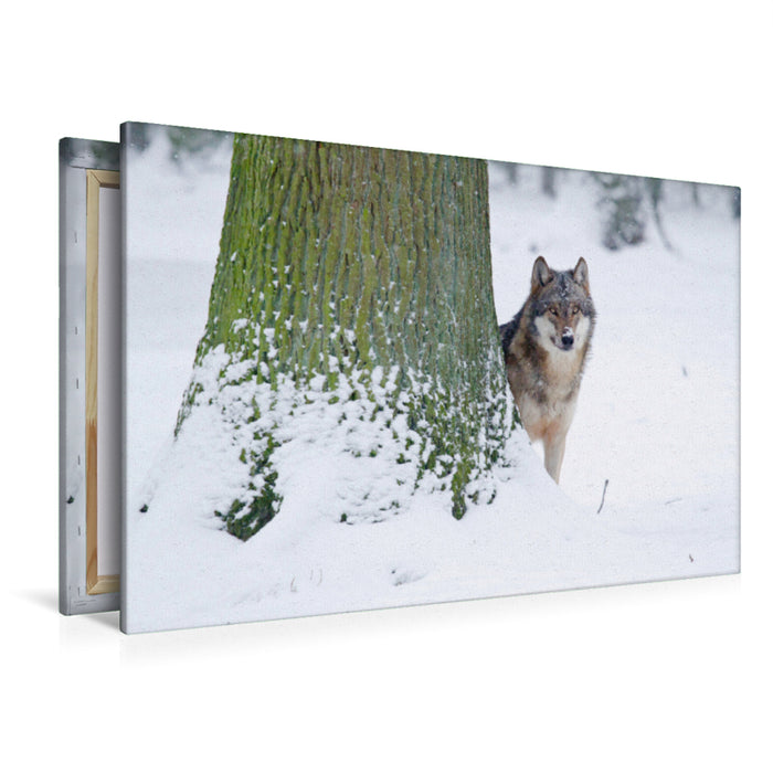 Premium textile canvas Premium textile canvas 120 cm x 80 cm landscape Wolf in winter 