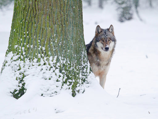 Wolf im Winter - CALVENDO Foto-Puzzle - calvendoverlag 29.99