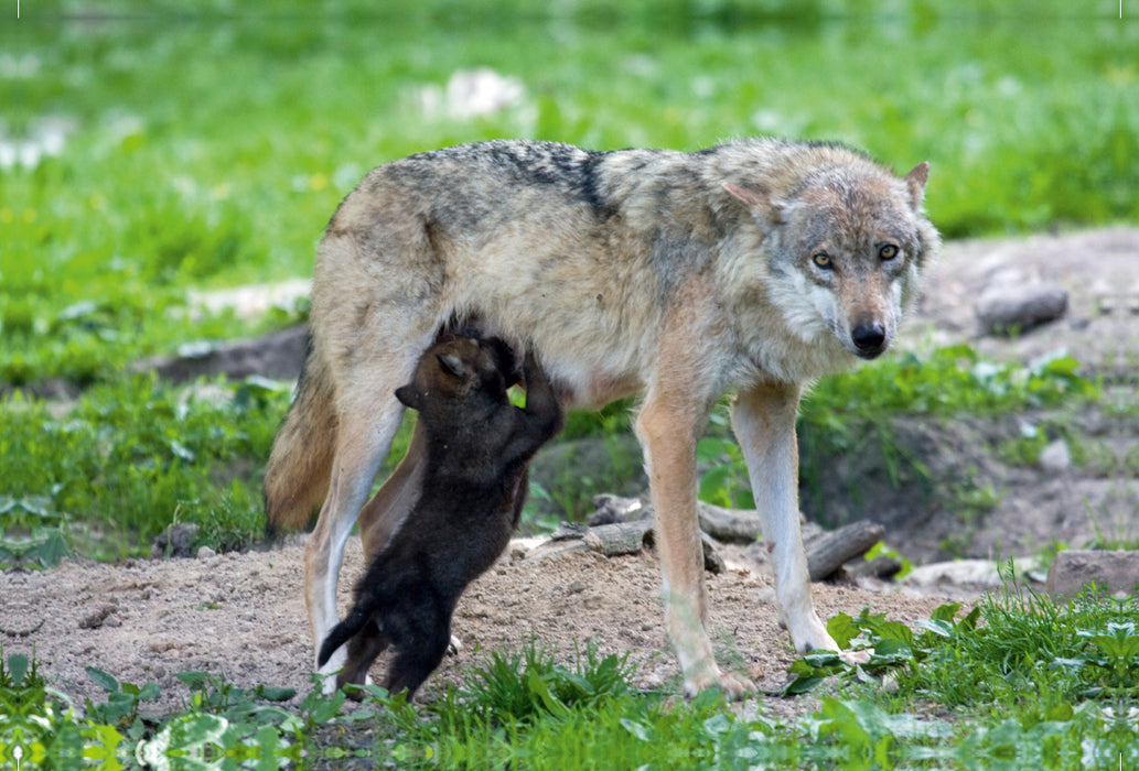 Premium textile canvas Premium textile canvas 120 cm x 80 cm landscape Wolf pup sucking 