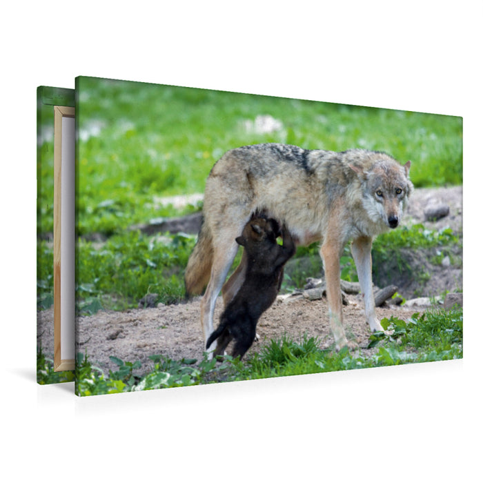 Premium textile canvas Premium textile canvas 120 cm x 80 cm landscape Wolf pup sucking 
