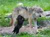 Wolfswelpe beim Saugen - CALVENDO Foto-Puzzle - calvendoverlag 29.99