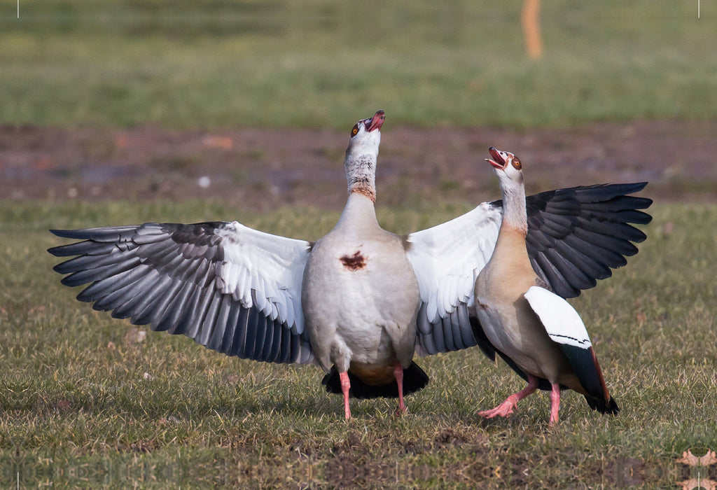 Premium textile canvas Premium textile canvas 75 cm x 50 cm landscape courting Egyptian geese 