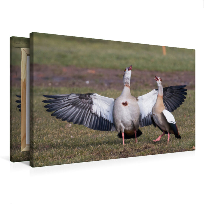 Premium textile canvas Premium textile canvas 75 cm x 50 cm landscape courting Egyptian geese 