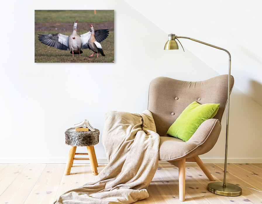 Premium textile canvas Premium textile canvas 75 cm x 50 cm landscape courting Egyptian geese 