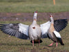 Balzende Nilgänse - CALVENDO Foto-Puzzle - calvendoverlag 29.99