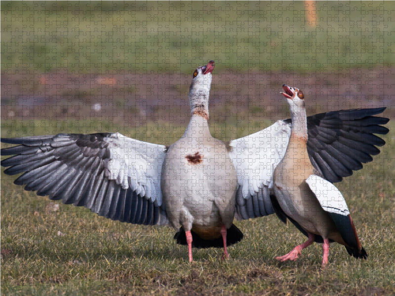 Balzende Nilgänse - CALVENDO Foto-Puzzle - calvendoverlag 29.99