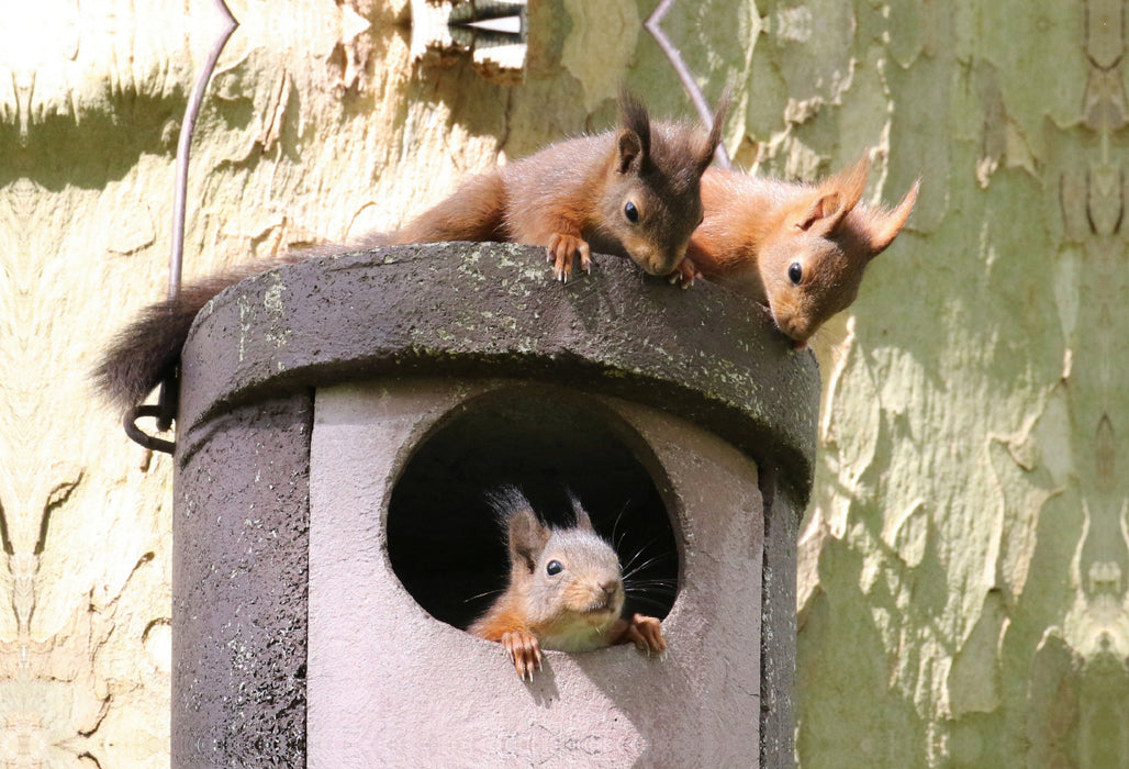 Premium textile canvas Premium textile canvas 90 cm x 60 cm landscape Playing young squirrels 