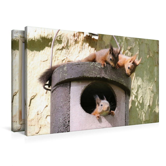 Premium textile canvas Premium textile canvas 90 cm x 60 cm landscape Playing young squirrels 